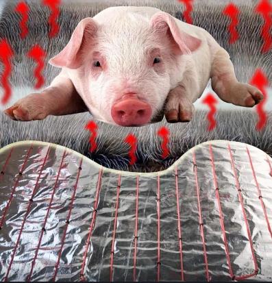 16597490142922.jpg 養(yǎng)殖供暖使用發(fā)熱電纜.jpg