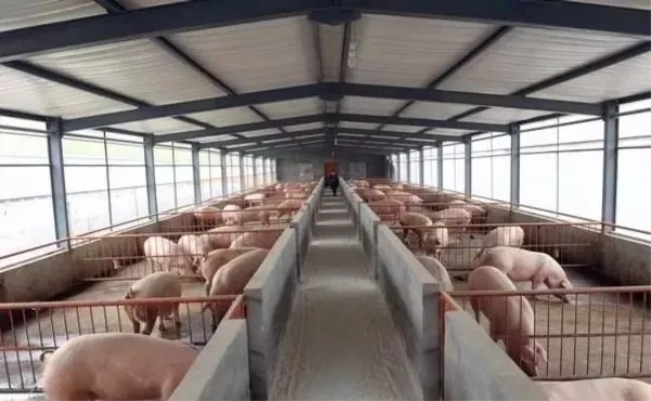 16626226729373.jpg 豬場(chǎng)采暖.webp.jpg